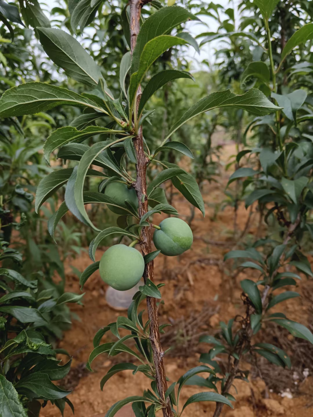 李子苗貴州蜂糖李苗第二年掛果原產(chǎn)地供貨提供技術(shù)蜂糖李苗批發(fā)