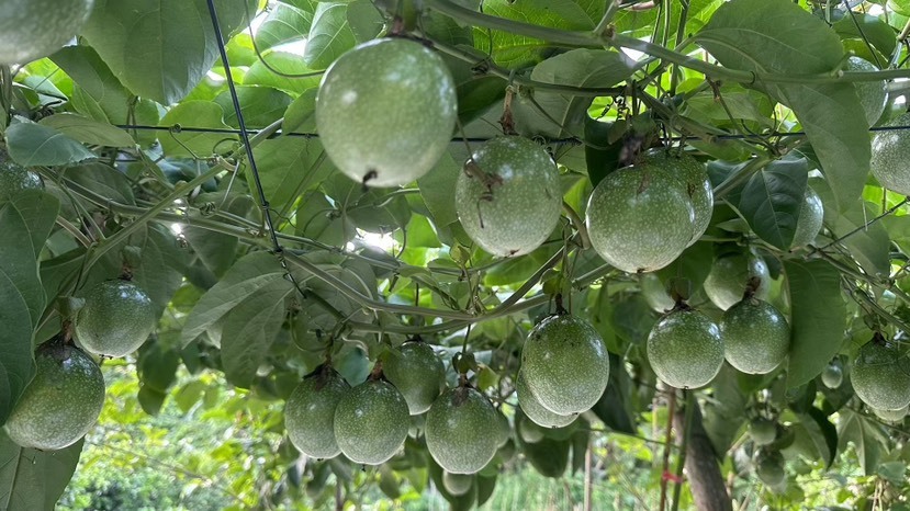 武平县收货季节  纯甜无酸  二分酸八分甜