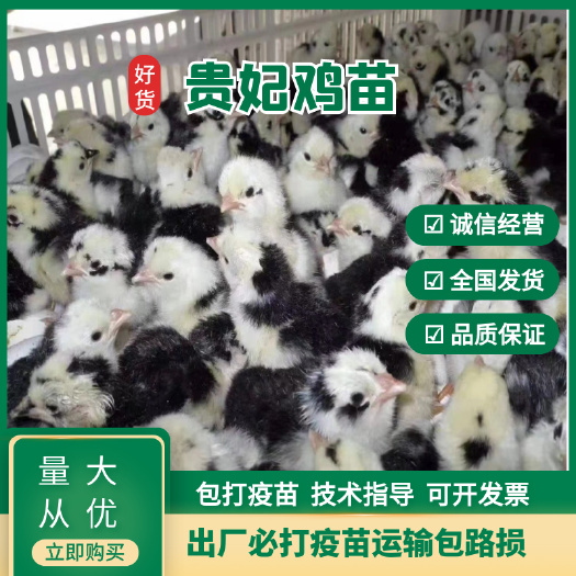 衡南县贵妃鸡苗，优质品种，出壳打好第一针疫苗，运输包路损