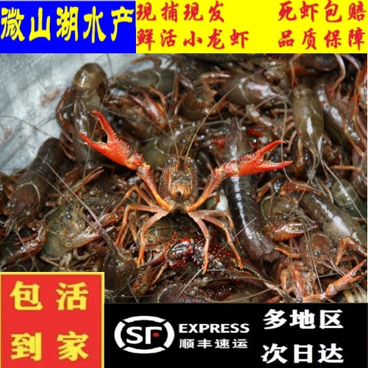 沛县（价格电话可谈）江苏小龙虾鲜活养殖龙虾淡水水产江苏清水活虾
