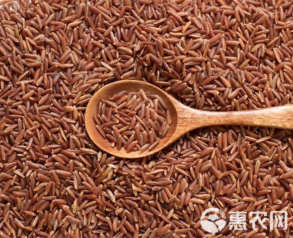 红米红粳米五谷杂粮批发