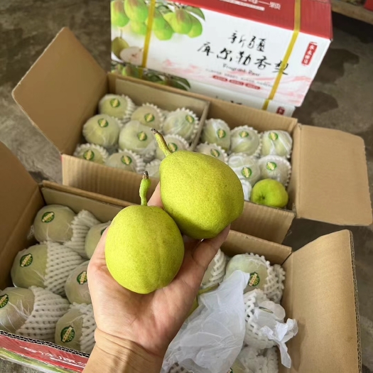 南宁新疆库尔勒香梨