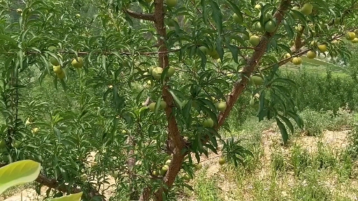 李子苗貴州蜂糖李苗第二年掛果原產(chǎn)地供貨提供技術(shù)蜂糖李苗批發(fā)