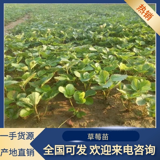 泰安红玉草莓苗，保证无病害，无水淹，基地现挖苗现发货