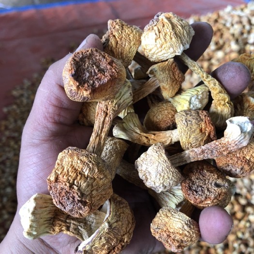 腾冲市姬松茸基地种植加工销售，一手货源