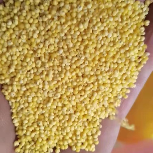 临沂大黄米批发食品级大黄米量大从优粘度糯小米
