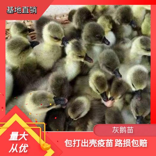 衡南县灰鹅苗  杂交鹅马岗鹅 四季灰鹅苗  包打出壳疫苗 路损包赔
