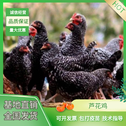 衡南县芦花鸡苗  优质  黑芦花鸡苗出壳疫苗包路损存活保质保量