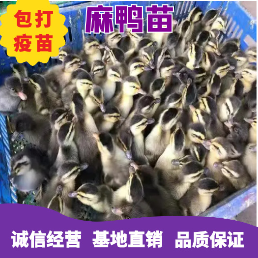 衡南县大种麻鸭苗 天府肉鸭苗 大白沙鸭苗 瘦肉鸭苗长速快出栏早