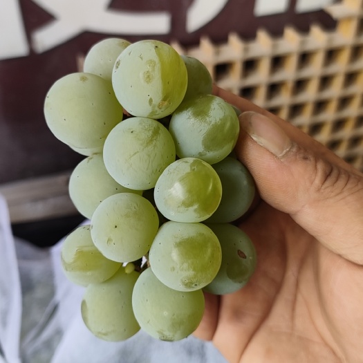 水晶葡萄  精品小串子。场地直发