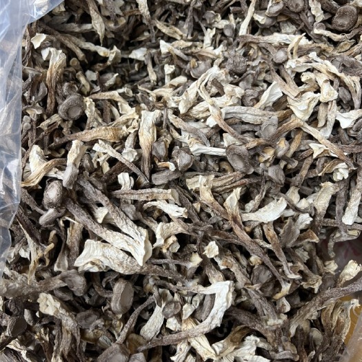 成都鹿茸菌