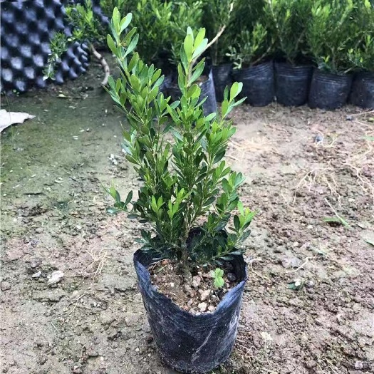 普宁市雀舌黄杨小苗高20cm