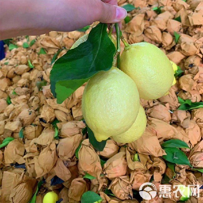 安岳黄柠檬小果产地直发源头厂家产地供货价全年有货二三级果