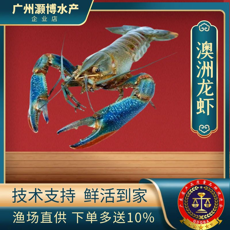 广州澳洲淡水龙虾幼苗蓝色龙虾苗鲜活大规合苗外塘小龙虾抱卵养殖
