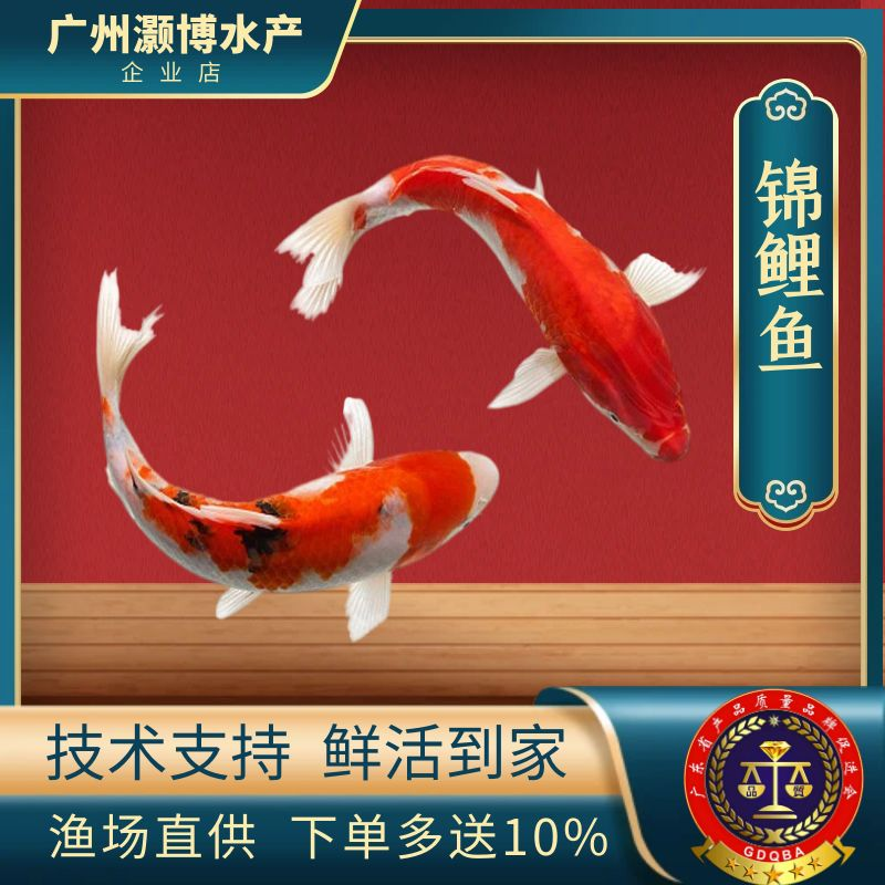 纯种锦鲤活鱼观赏鱼淡水冷水鱼好养耐活招财红白三色昭和渔场直销