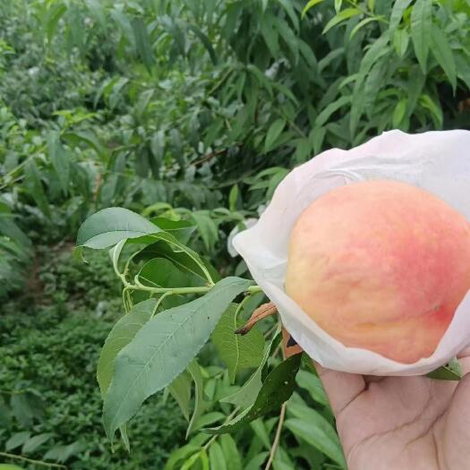 成都成都龙泉驿水蜜桃，大量上市，整车发货，空运落地配