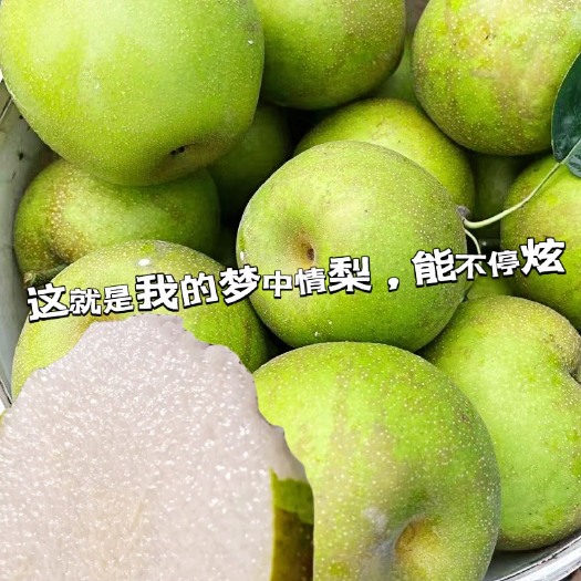 上海崇明东滩翠冠梨