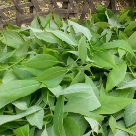 洪雅县高山野生大树白茶