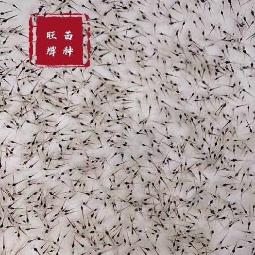 漳州虾苗 南美白对虾苗 快大一代苗 可淡化 厂家直销