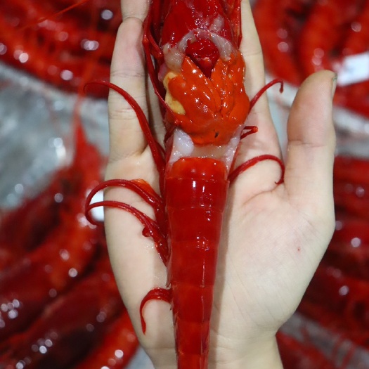 北海红魔虾一件起批