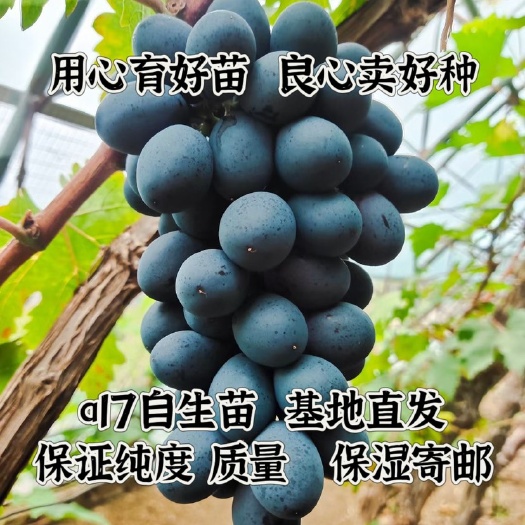 昌黎县紫甜无核葡萄苗 A17 保证纯度 保证质量  基地直销 假一