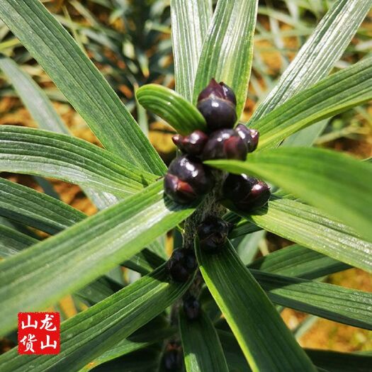 龙山县新鲜百合果湖南湘西龙山特产新鲜百合籽可种植球可种植食用