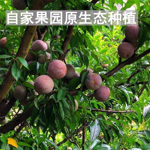 嵊州市嵊州桃形李现摘现发新鲜当季水果现摘脆甜脱骨浙江红心李子蜂糖李