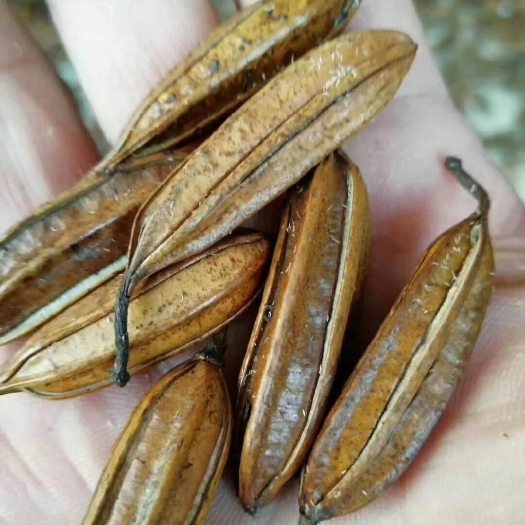 马关县【优质】云南白芨种子三叉大白芨种子白芨果夹提供育苗技术