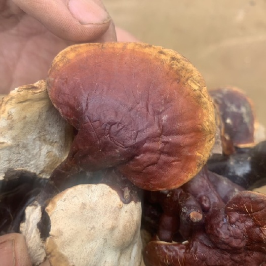 昆明西藏白灵芝