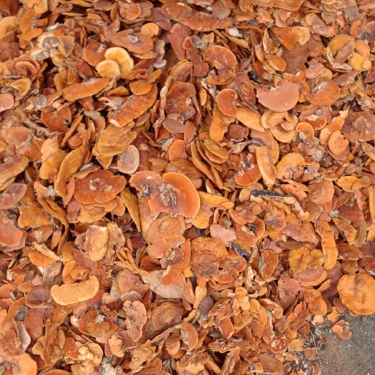 牛樟芝朱红栓菌干度好产地一手货源量大从优保证正品