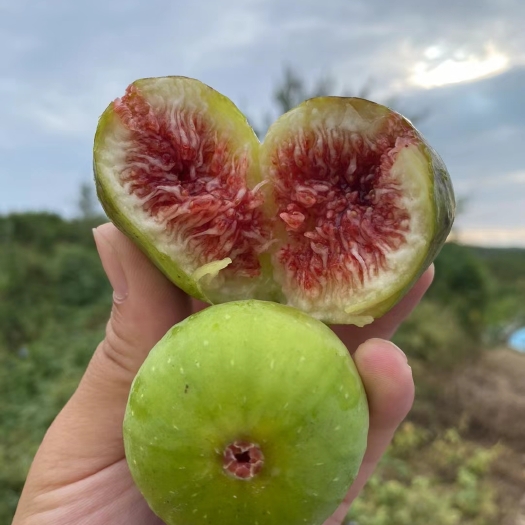 荣成市山东威海青皮无花果鲜果现摘现发