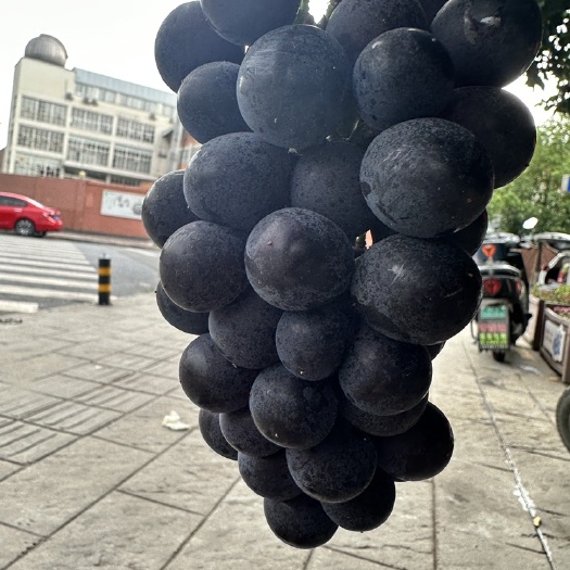 眉山夏黑葡萄