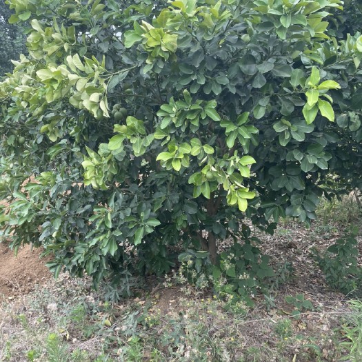 金堂县柚子树，红心柚子树