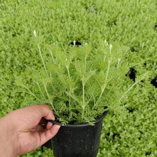 嘉善县薰衣草风铃草
