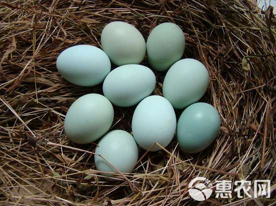 乌骨鸡苗，五黑绿壳蛋鸡苗品种纯正抗病抗寒力强质量保证全国包邮