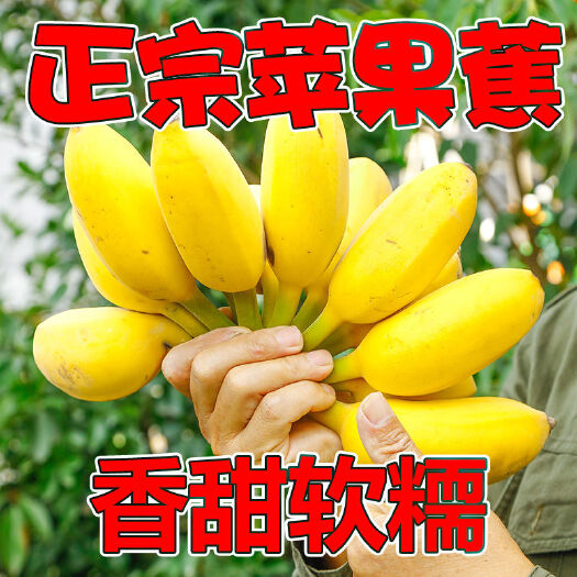 柳州【苹果蕉】广西粉蕉现摘当季新鲜水果香蕉一整箱