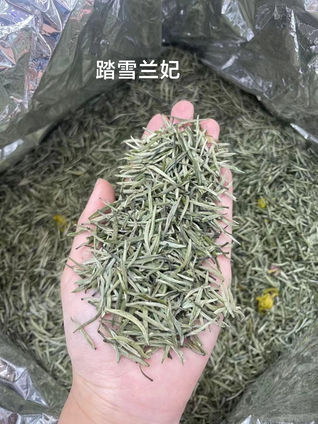 茉莉花茶2024新茶特等飘雪七窖浓香型茉莉针王一斤也是批发价