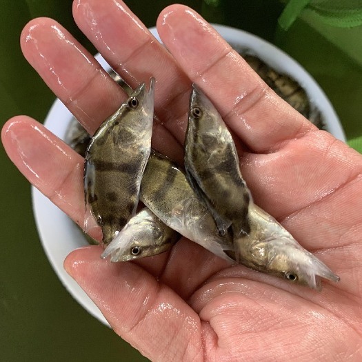 江门大量出售3-5公分桂花鱼苗