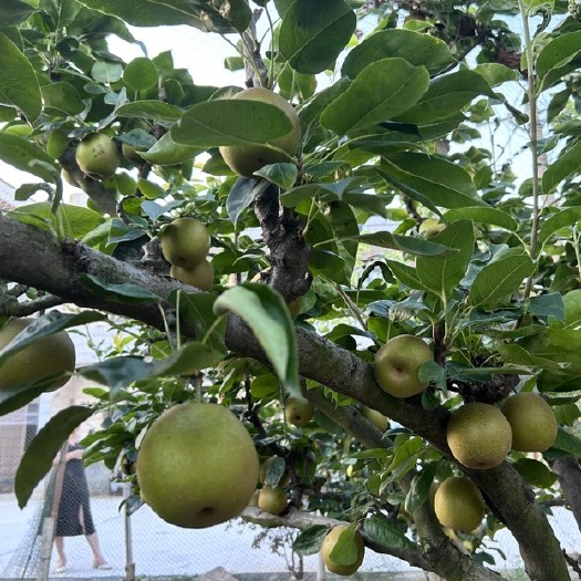衡南县翠冠梨