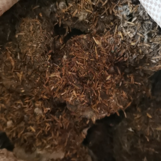 于都县鸡粪