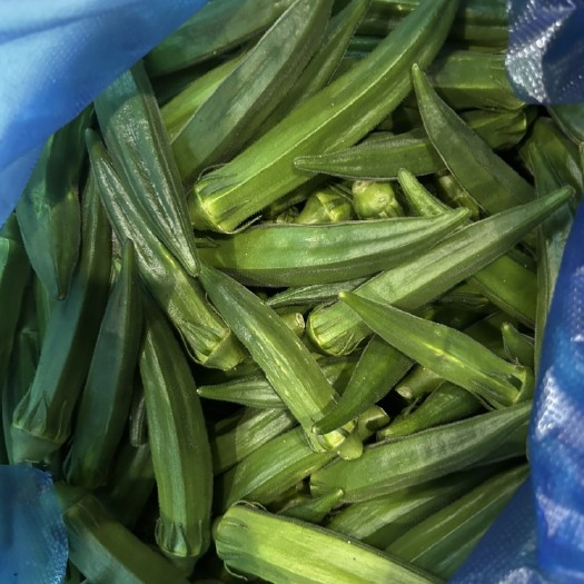 秋葵 不打农药