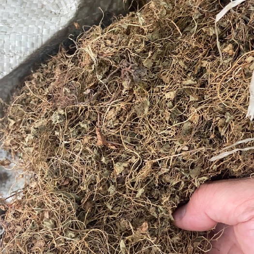 樟树市小叶金钱草