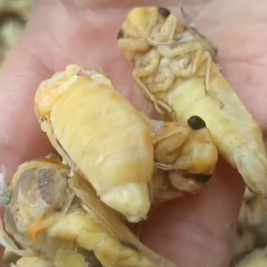 青神县竹林白蝉，大白蝉。银蝉