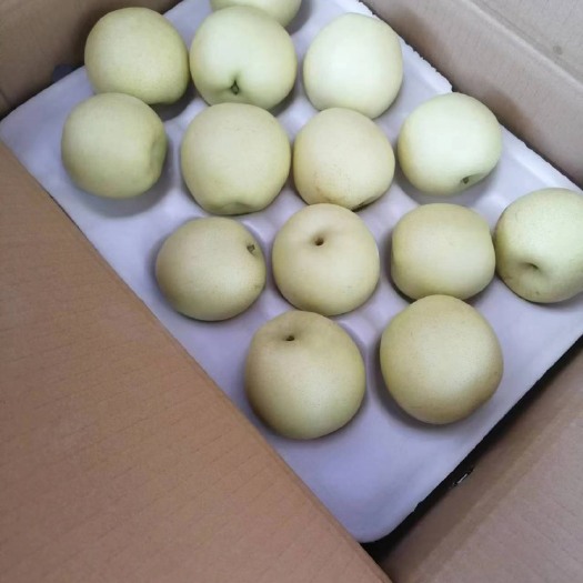 赵县皇冠梨
