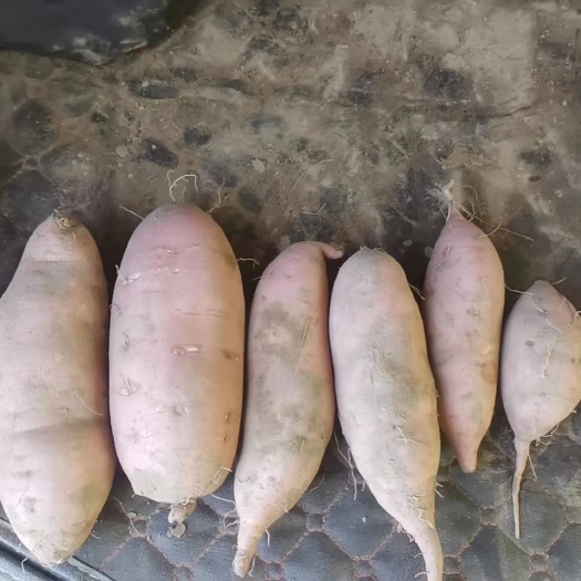 献县出售100亩红薯，西瓜红，烟薯，龙薯九等品种欢迎来电咨询，