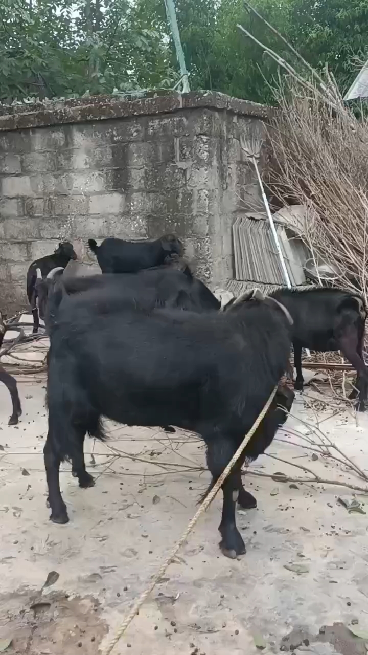 黑山羊，波尔山羊，成都麻羊种羊、肉羊