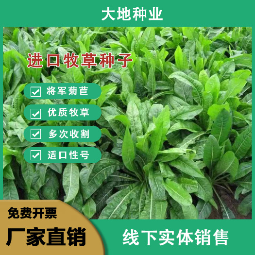 将军菊苣种子大叶菊苣种子多年生四季牧草种子猪牛羊鸡鸭鹅鱼草