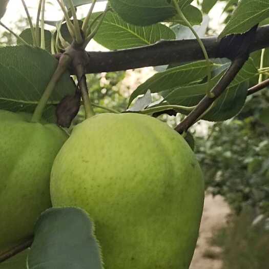 阳信县酥梨