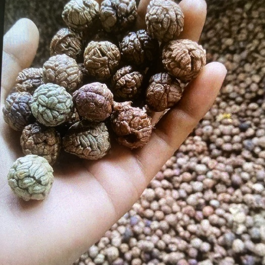 金平县越南草蔻
