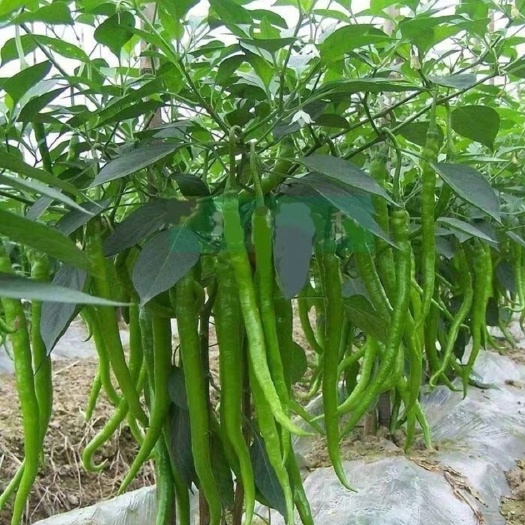 六盘水存天然露天种植辣椒，有需要的老板欢迎收购，500亩